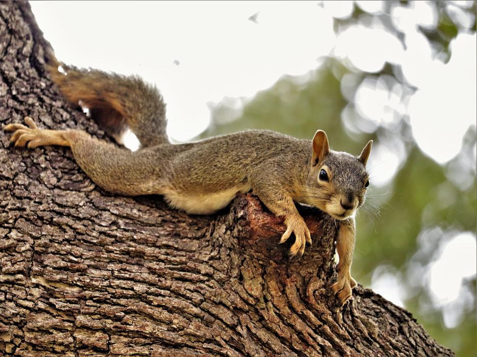 Squirrel Brown Tree