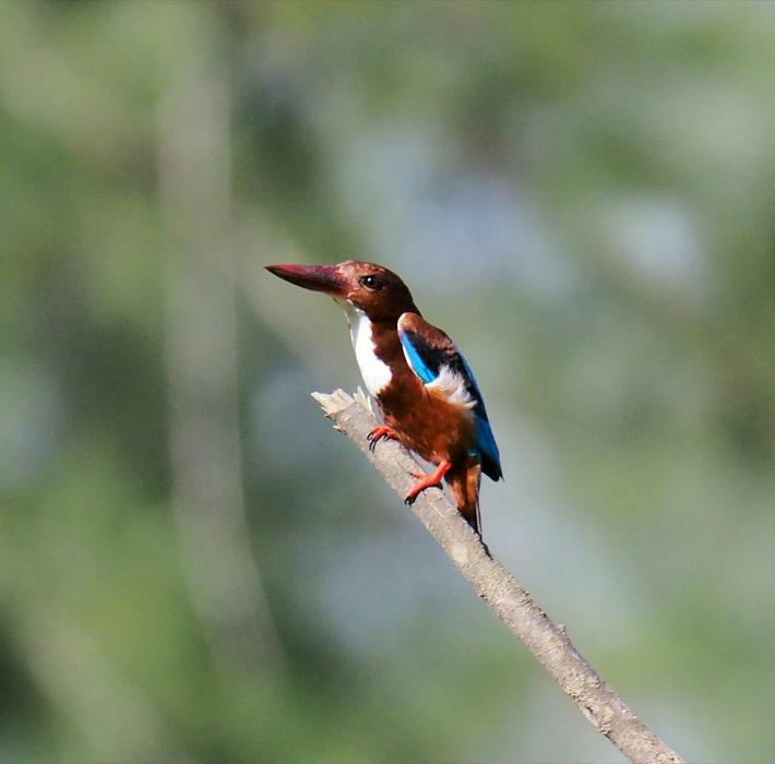 Bird Wildlife Nature