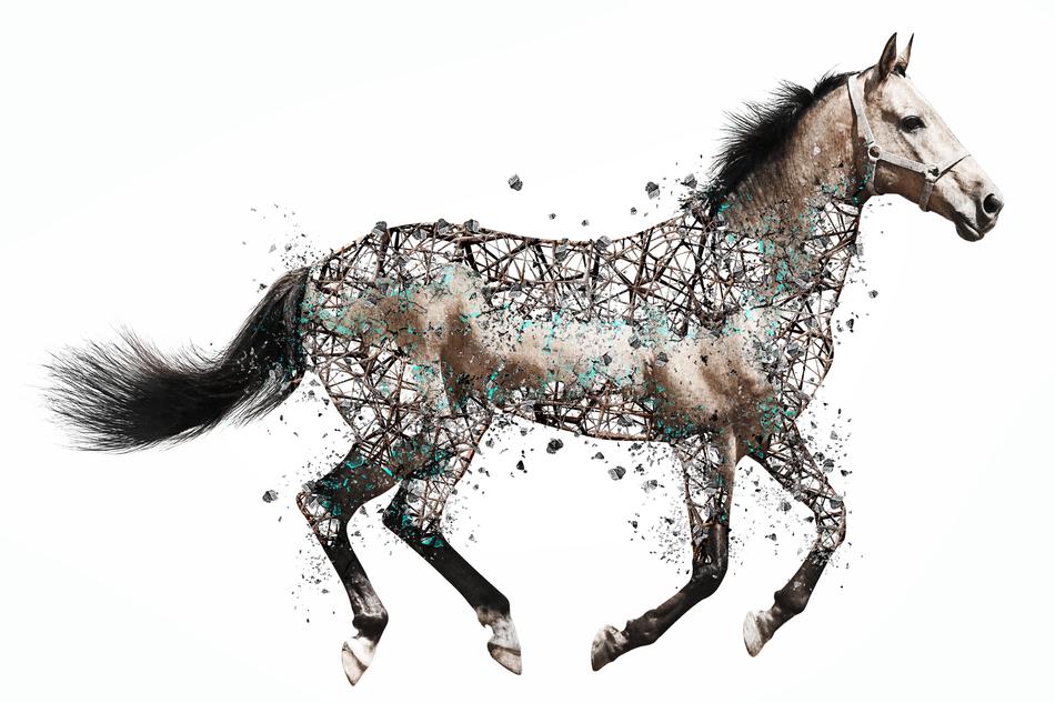 Horse Mammal Animal