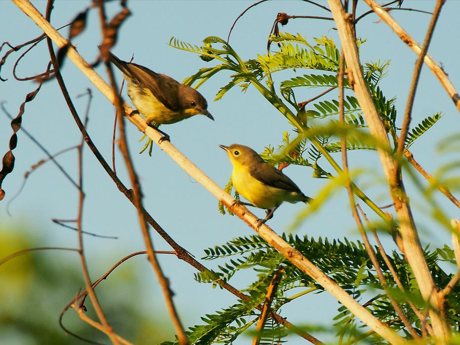 chicks on a tree branch
