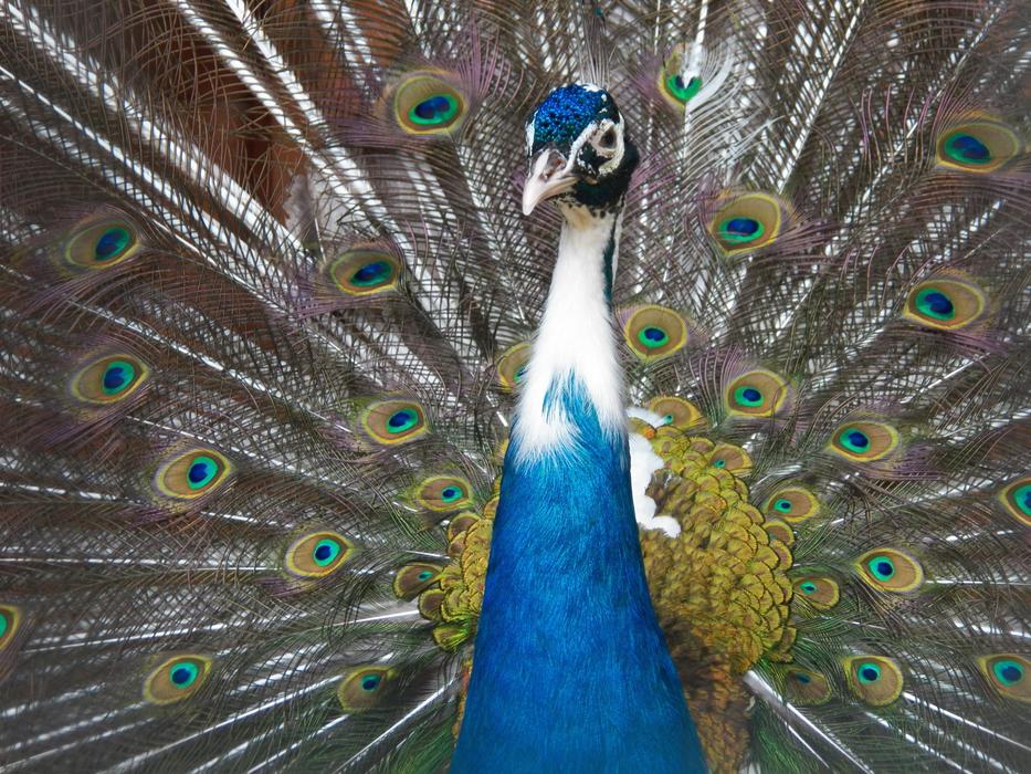 Peacock Bird Pen
