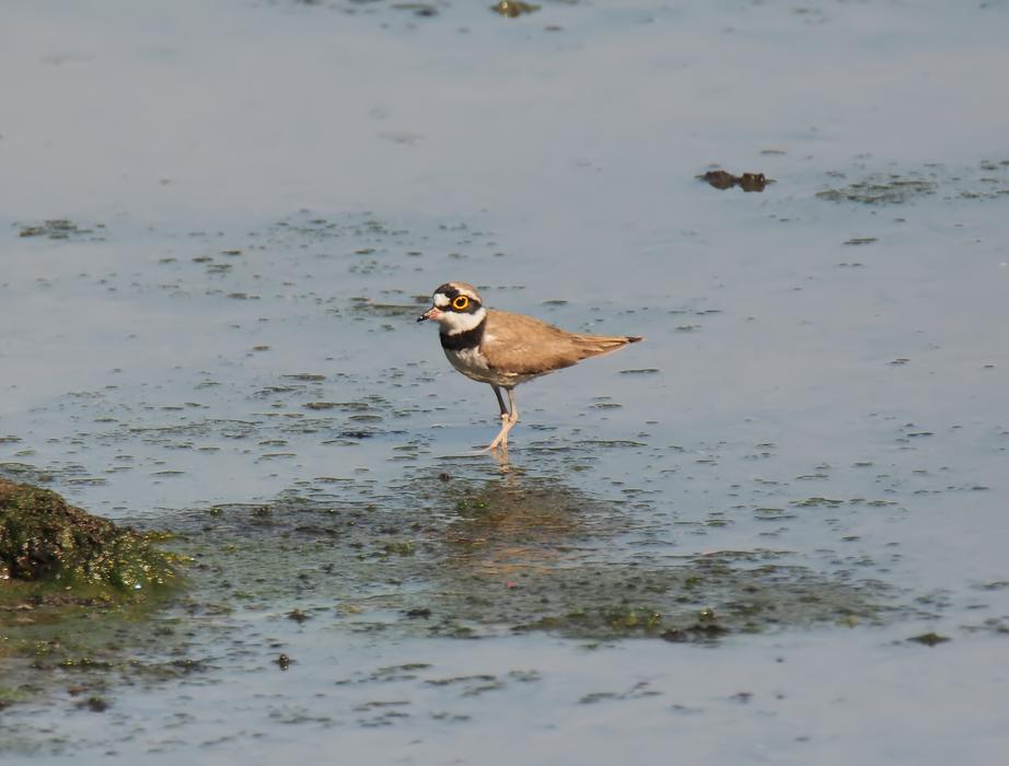Small Wild Wildlife