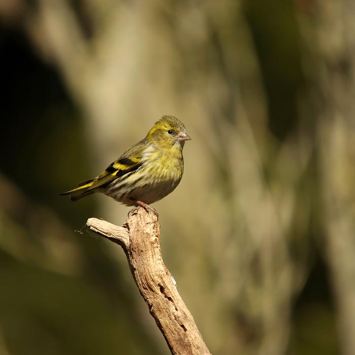Animal World Bird Nature