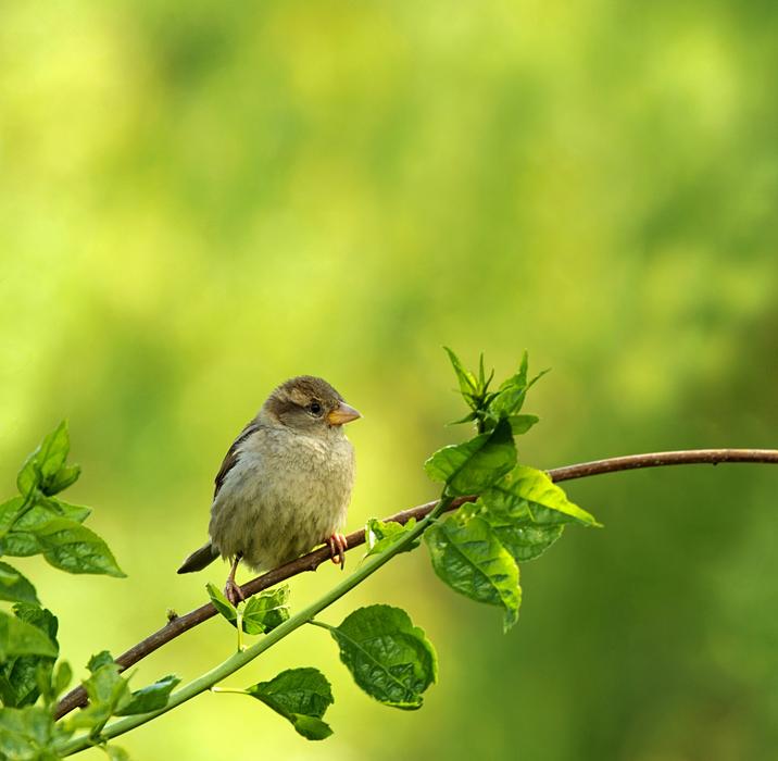 Animal World Bird Nature
