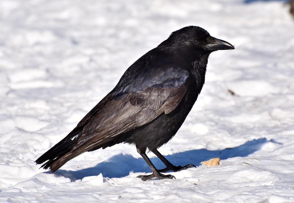 Raven Crow Bird on snow