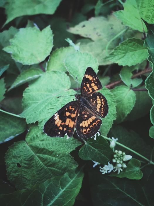 Insect Nature Butterfly