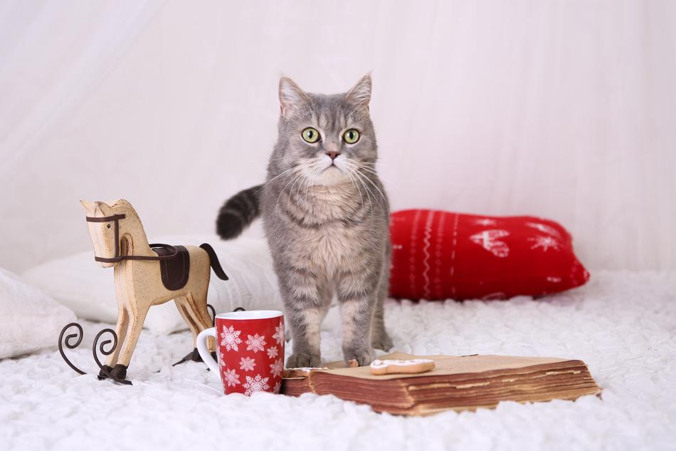 Tomcat Cat Christmas