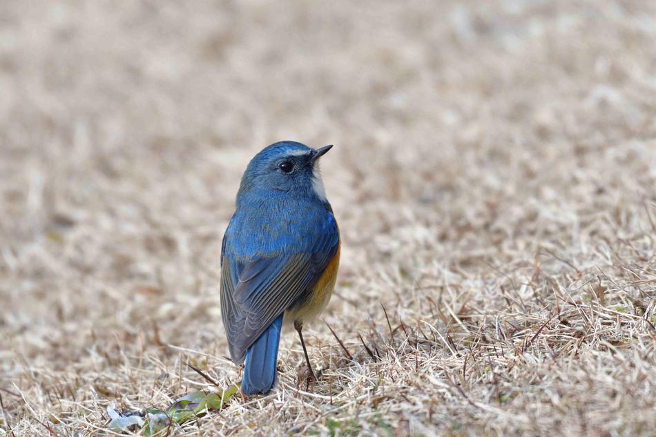 Bird Natural Wild Animals