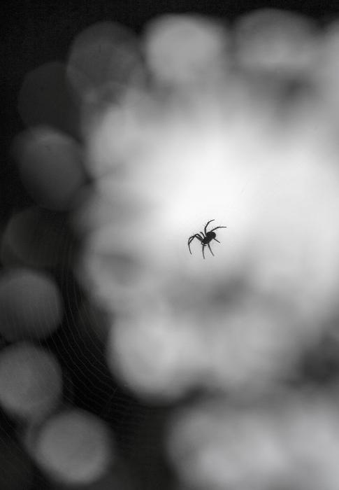 Spider Insect Web