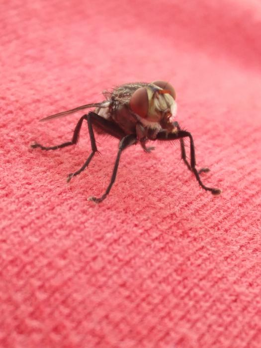 Insect Nature Animal