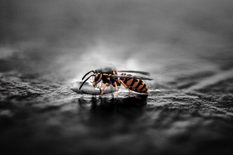 bee on black water