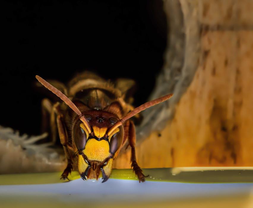 Insect Wasp Hornet Close