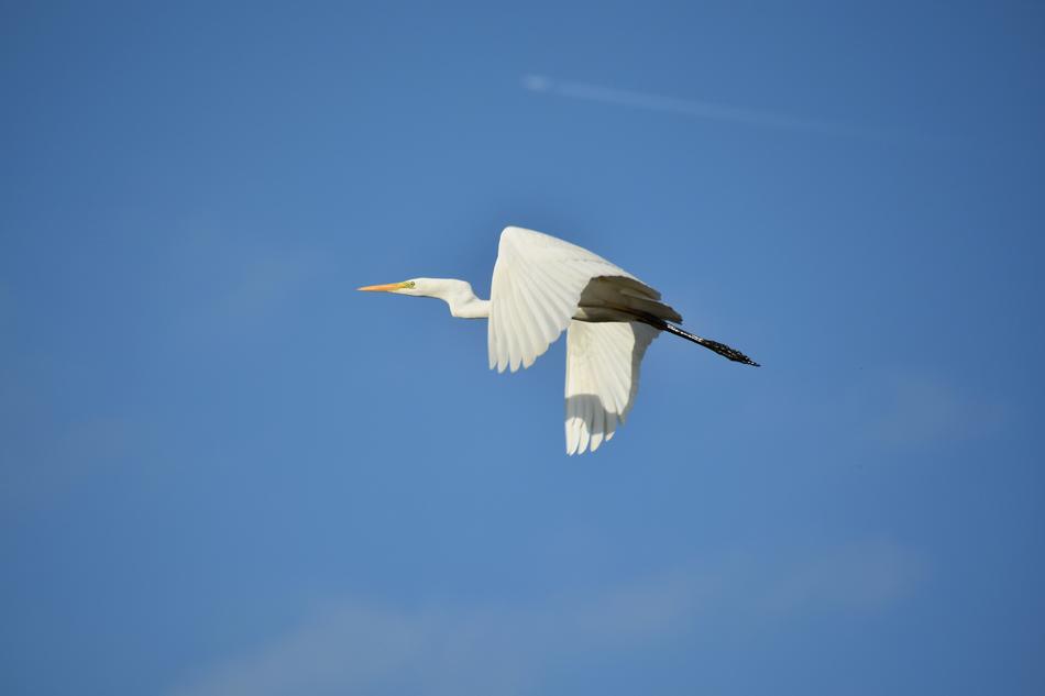 beautiful flying heron in the blue sky