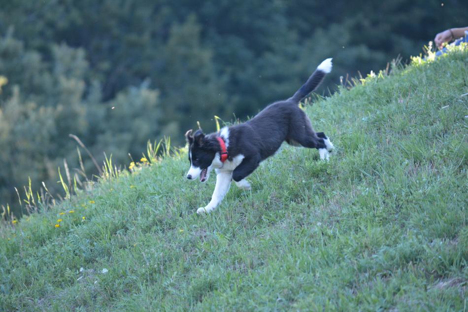 strolling dog on green grass