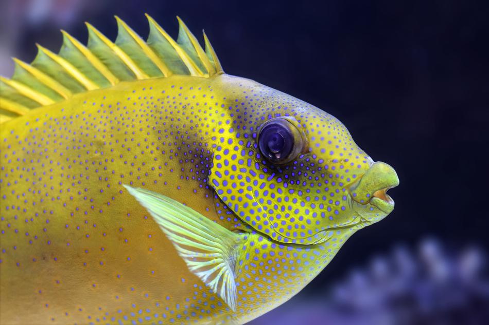 Fish Fin Aquarium