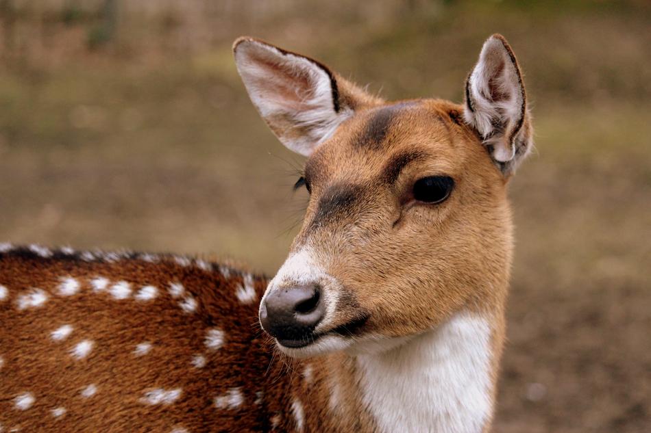 Mammal Animal Nature