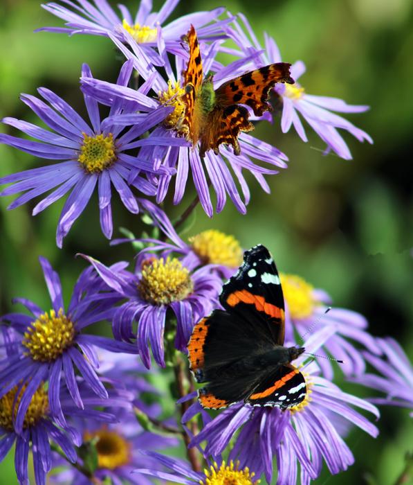butterfly on garden flowers