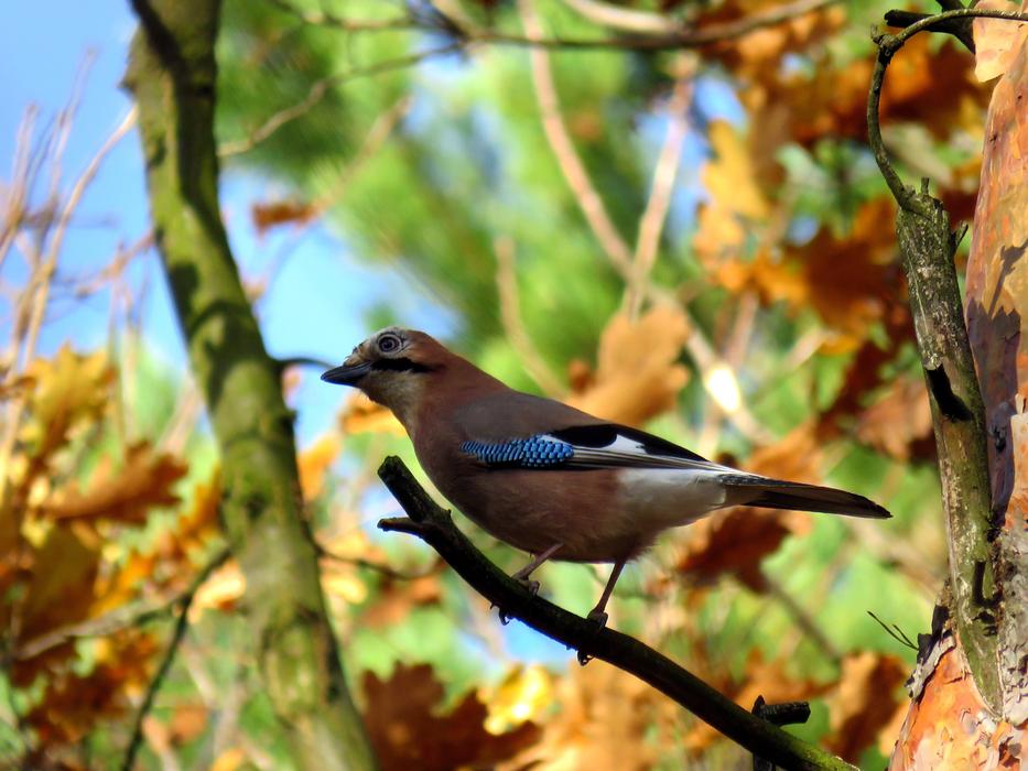 Bird Jay Tree