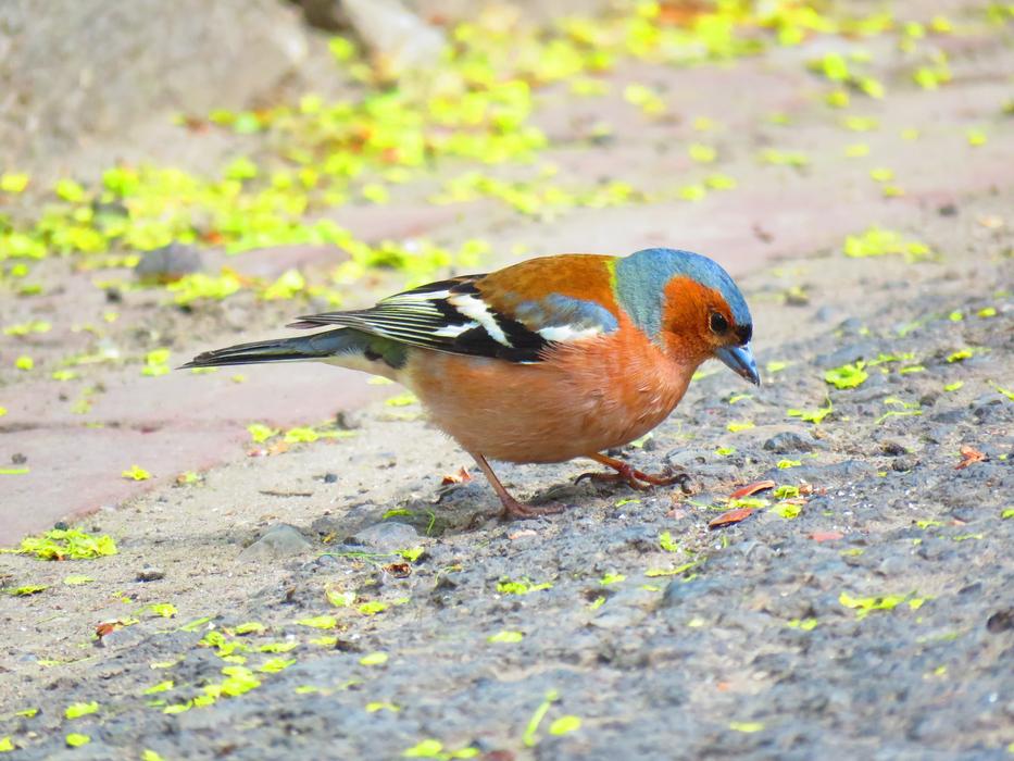 Bird Chaffinch Nature