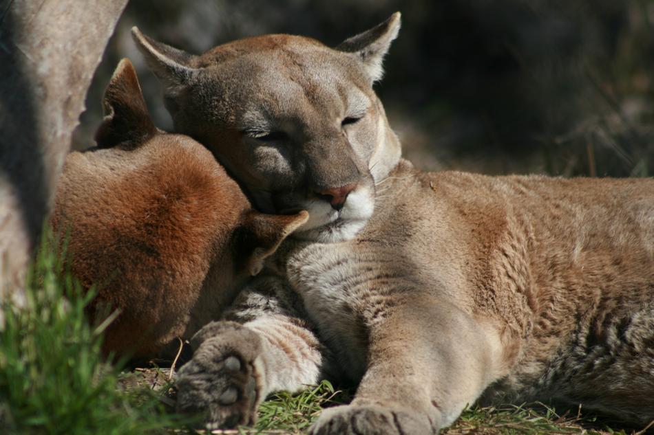 Mammal Wildlife Animal