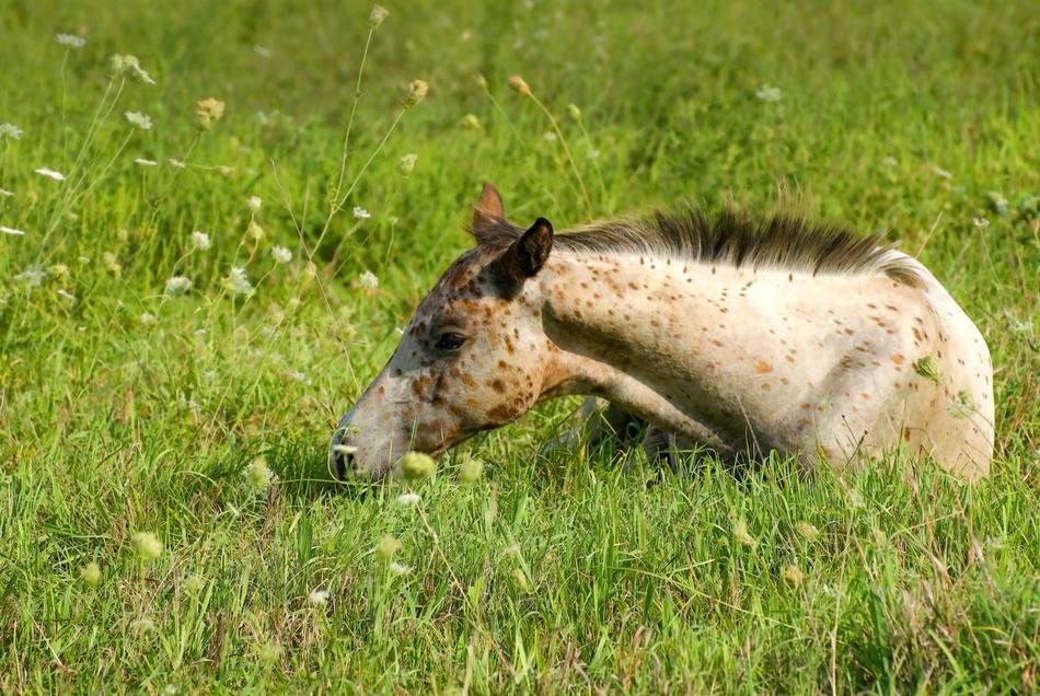 Grass Animal Mammal