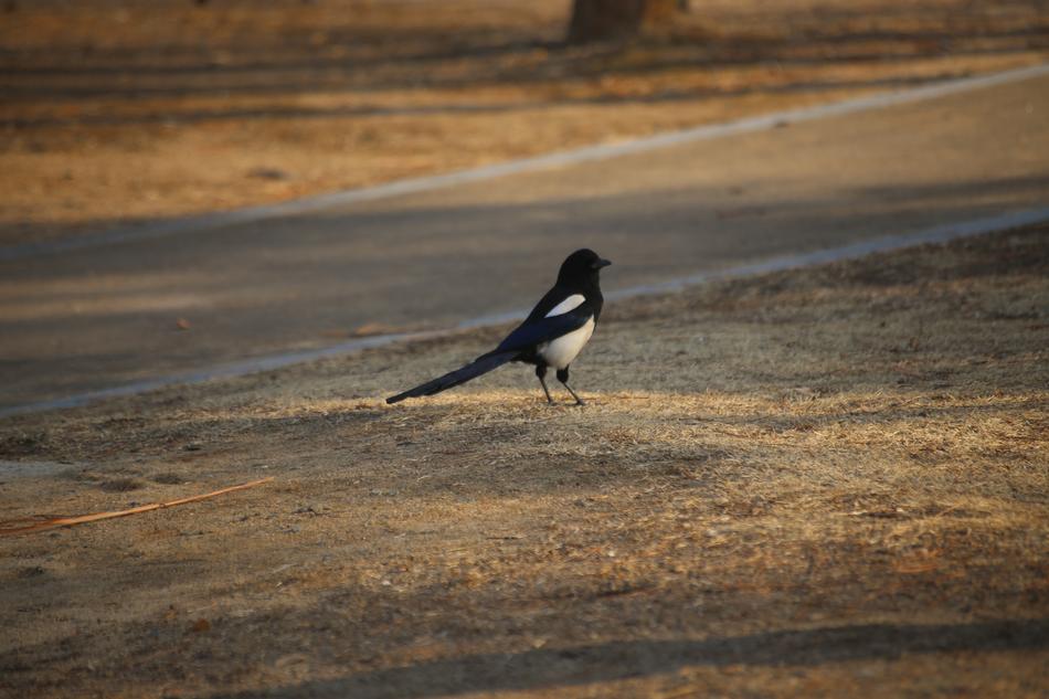 lonely bird on the road