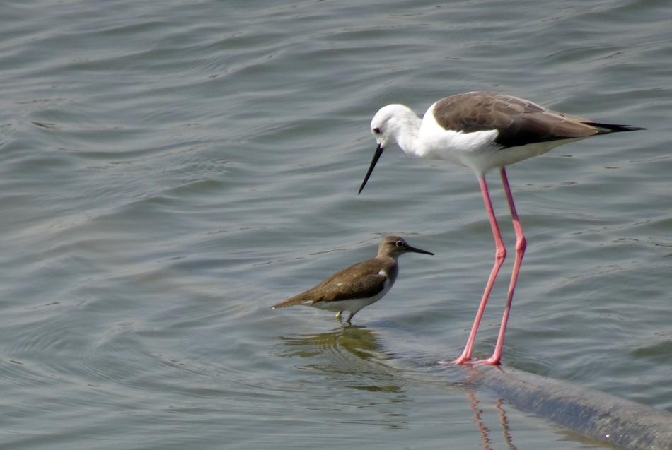 Bird Black-Winged Stilt Common