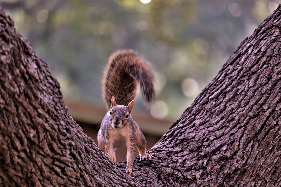 Squirrel Rodent Tree