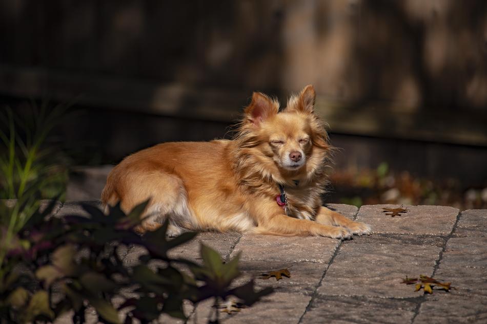 Pet Dog Cute