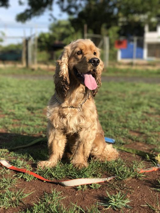 Fluffy beautiful dog on the grass