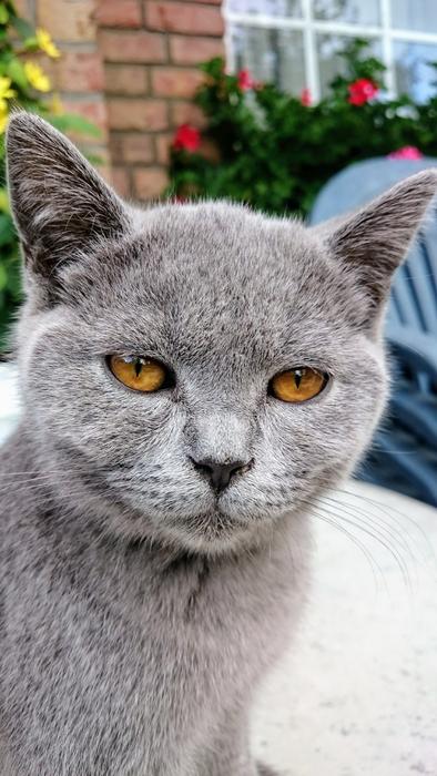 Cat Pets British Shorthair Breed