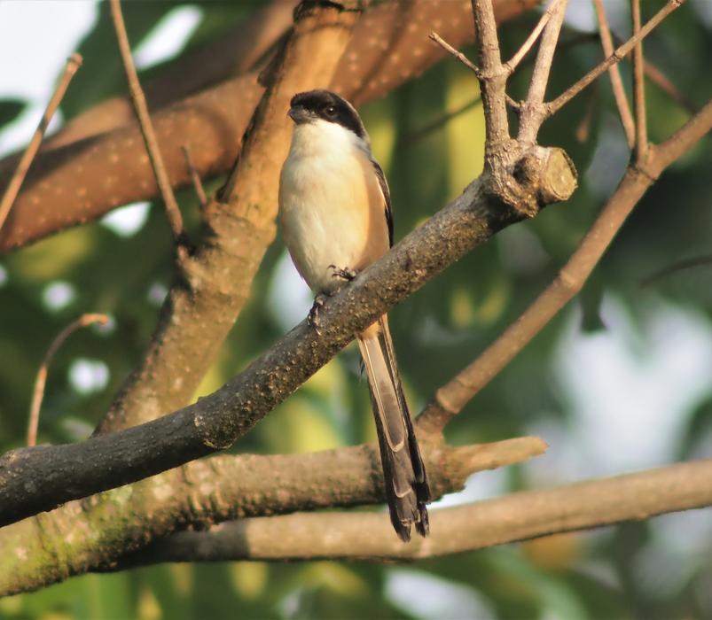 beautiful bird on a branch