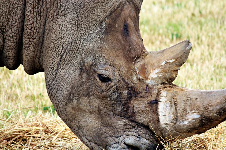 Rhino Zoo