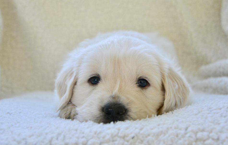 Puppy Golden Retriever Dog