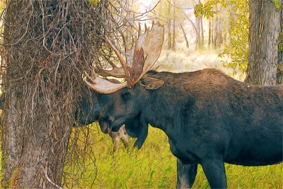 elk with big horns by the tree