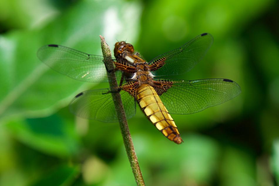Insect Nature