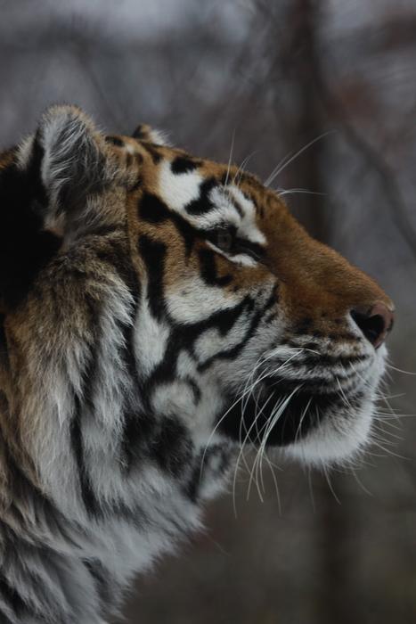 Animal World Cat Big