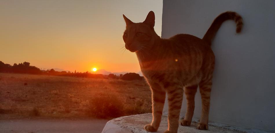 Abendstimmung Cat