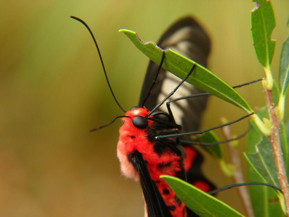 butterfly red black beautiful