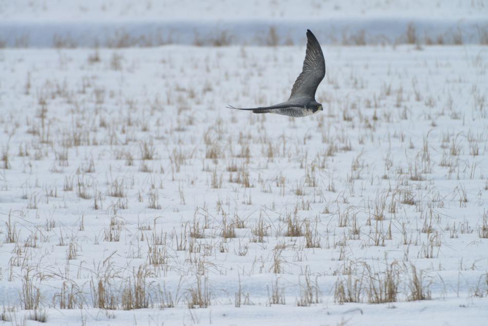 bird flying over a snowy field