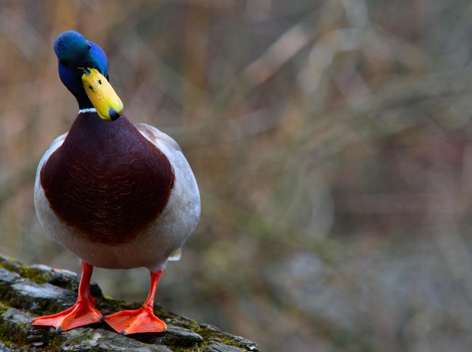 Bird Water Goose