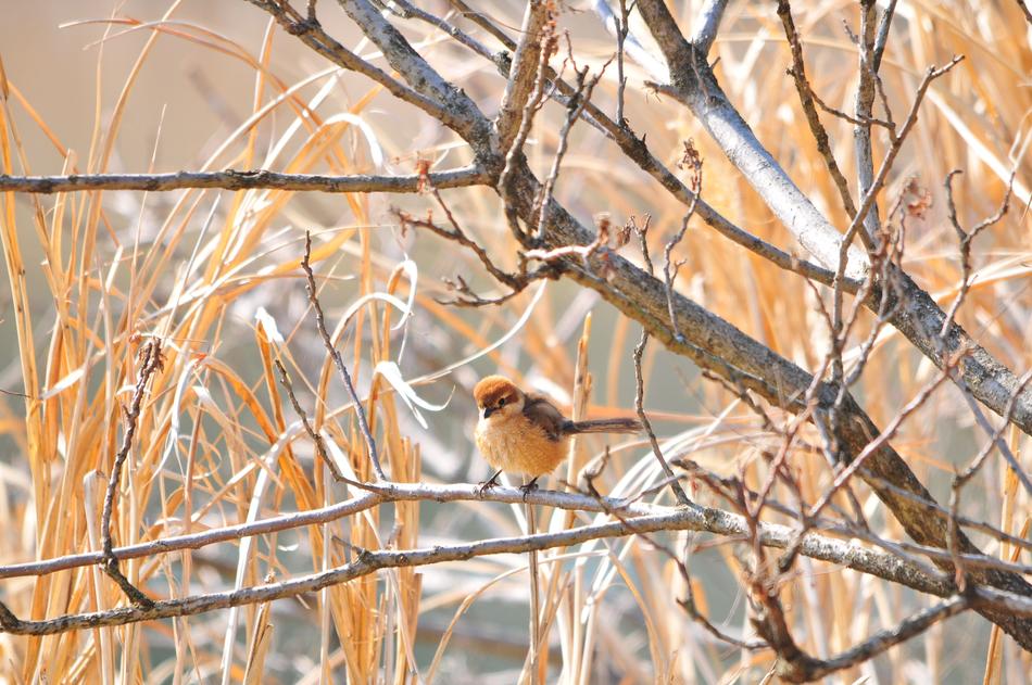 Natural Bird Wood