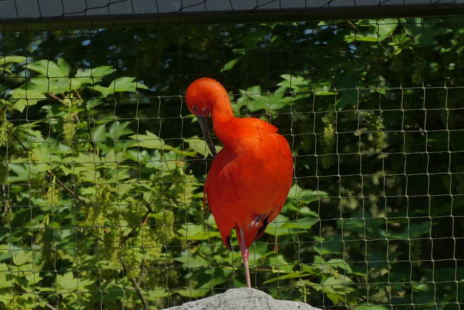 Red Ibis Bird Zoo