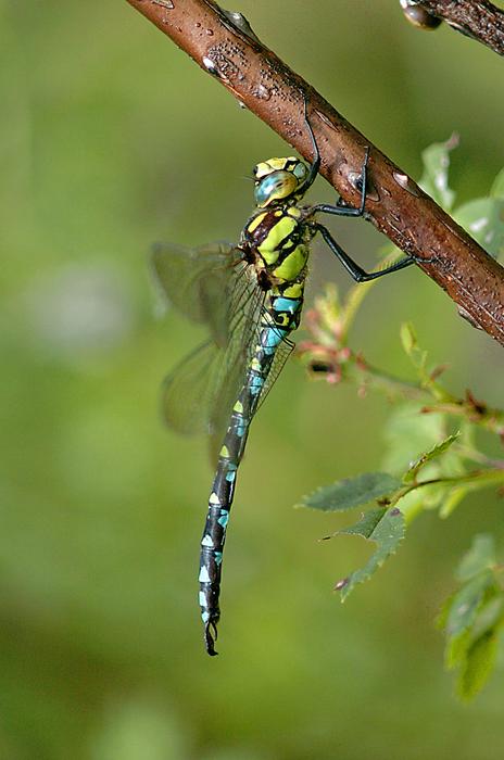 Insect Genuine Jewelers Natural