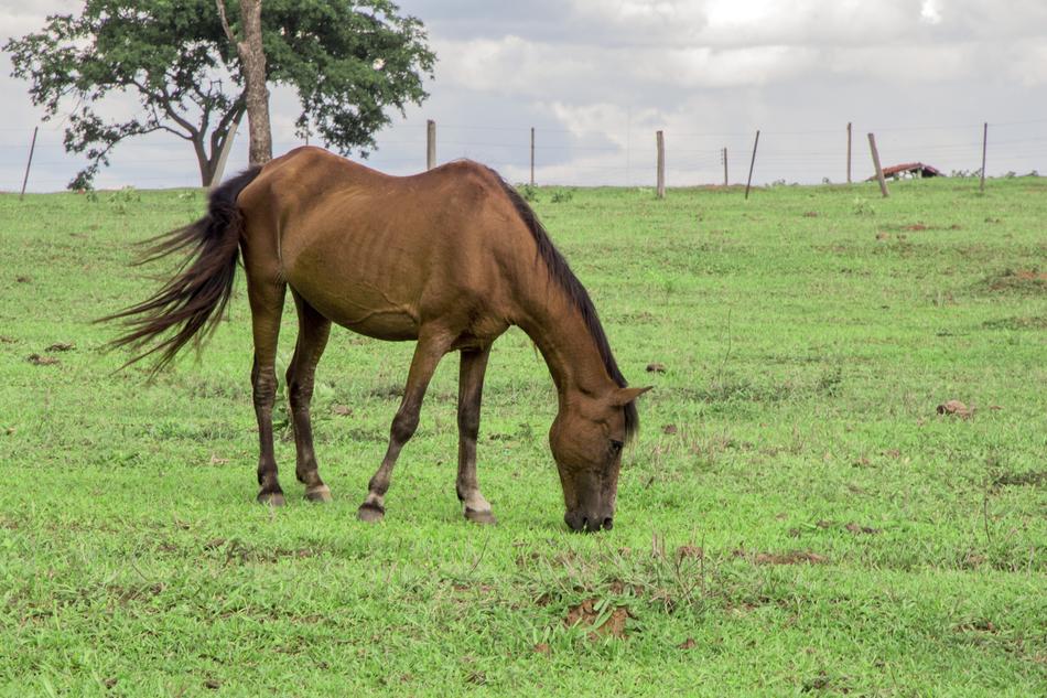 Animal Horse Field