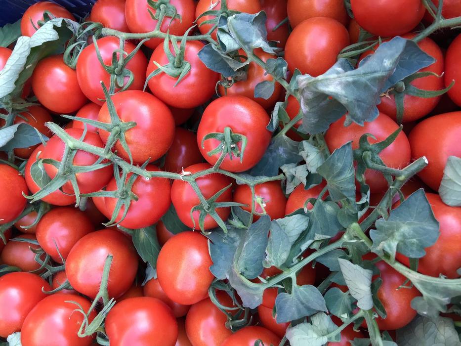 fresh homemade tomatoes