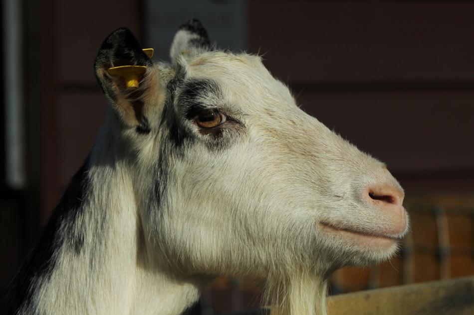 Goat Pet Farm