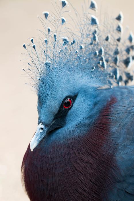 Bird Plumage Birds
