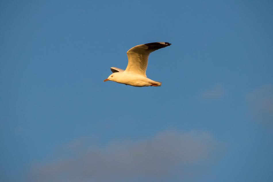Sky Bird Outdoors