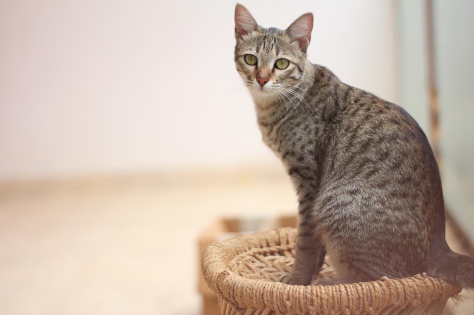 spotted domestic cat